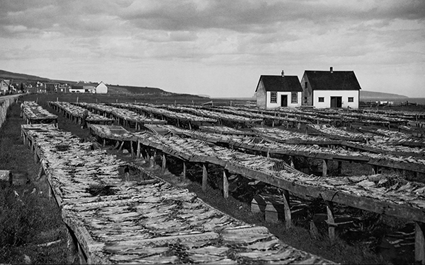Morue séchant sur les vigneaux à l’Anse-à-Beaufils
« Bovey Scrapbook of Photographs » eo11198214, Bibliothèque et Archives Canada.