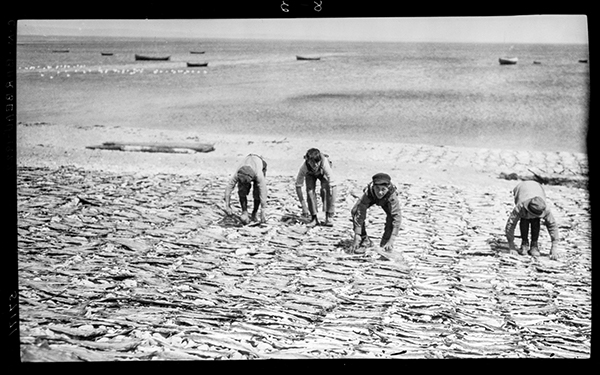 Garçons tournant des morues séchant sur la plage à Percé, Gaspésie, 1922, Musée canadien de l’histoire, Fonds Marius Barbeau, 57171.