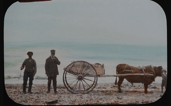François Vallée avec une charette, tirée par un boeuf, transportant des morues, Sainte-Anne-des-Monts, Québec, 1918, Musée canadien de l’histoire, Fonds Marius Barbeau, 43440LS.
