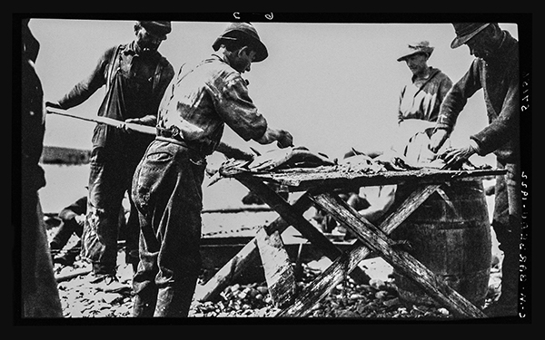 Hommes faisant le découpage de morues à Port-Daniel, 1922, Musée canadien de l’histoire, Fonds Marius Barbeau, 57156.