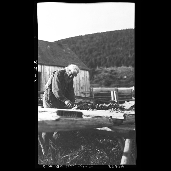 Robert Price empilant des flocons de morues séchés sur des vigneaux à Grande-Grave, Gaspé, 1922, Musée canadien de l’histoire, Fonds Marius Barbeau, 57304.